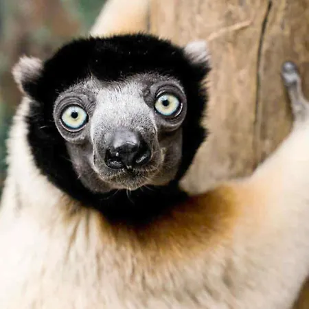 La Cigogne D'alsace 2 *