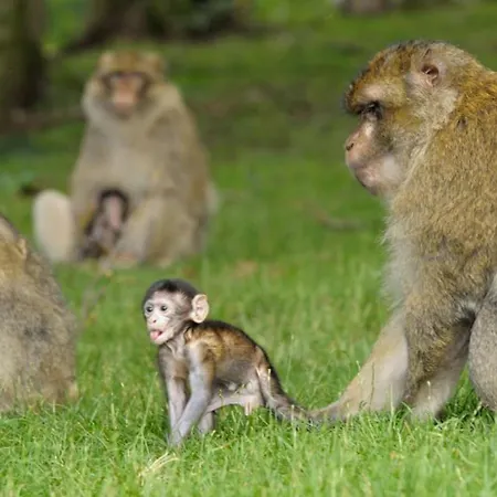 La Cigogne D'alsace 2 Apartment